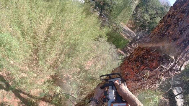 West Coast Muscle Saw Stihl 201 TC смотреть онлайн