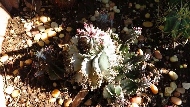 Garden Tour Part 1: Cacti, Succulents, and Sedums смотреть онлайн