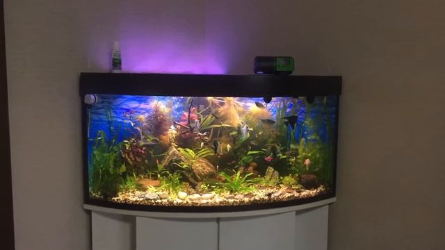 06.06.21 Аквариум угловой диорама 120 литров. Тумба самодельная. Аквариум под заказ. смотреть онлайн