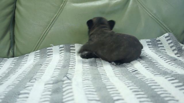 フレンチブルドッグの子犬販売ブリンドル③　静岡県浜松市のブリーダー 2019年12月8日生 1月2日現在 смотреть онлайн