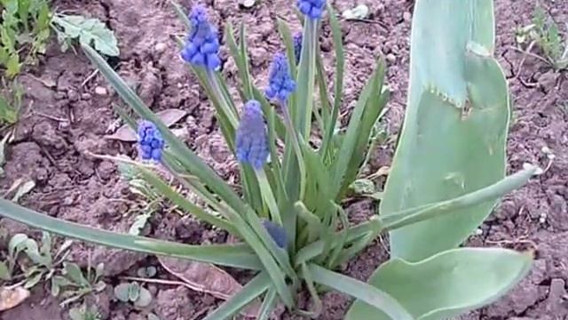 С днём рождения поздравляю дарю вам лесные синие цветы.