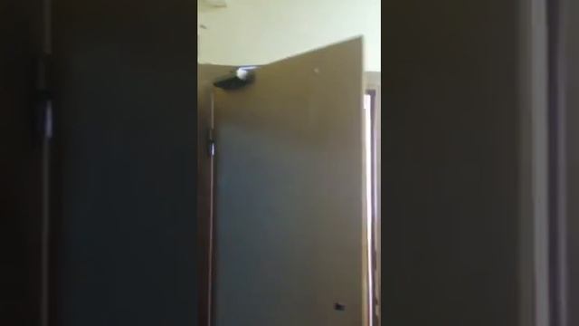 Установка дверного доводчика на дверь смотреть онлайн