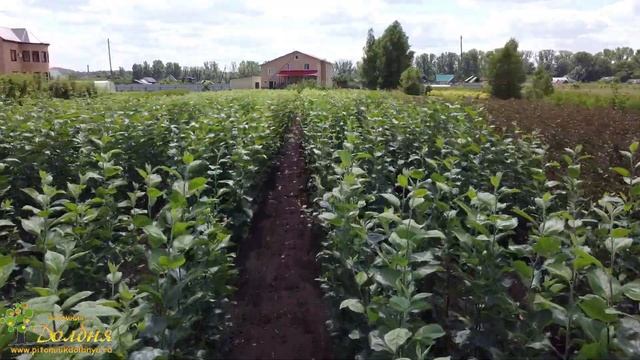 Саженцы яблони в Питомнике Долбня 2022г. смотреть онлайн