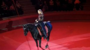 Лошади. Цирк. Танцующая лошадь в цирке. Horses. Circus. Dancing circus horse.