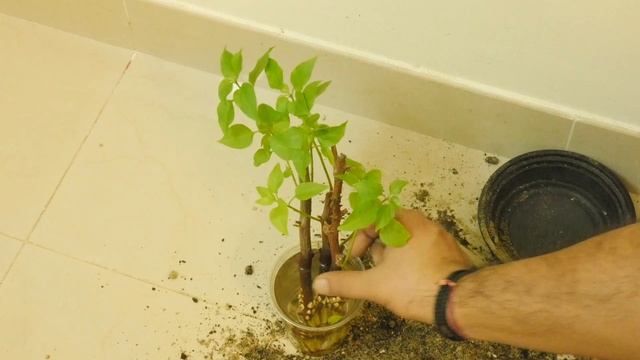 Grow BOUGAINVILLEA In Your SLEEP ?  EASY HACK  Cutting Toothpick Wood Ash Water Soil with RESULTS
