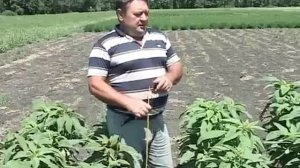Технология выращивания амаранта
