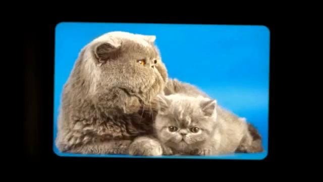 Кошки популярные домашние животные смотреть онлайн