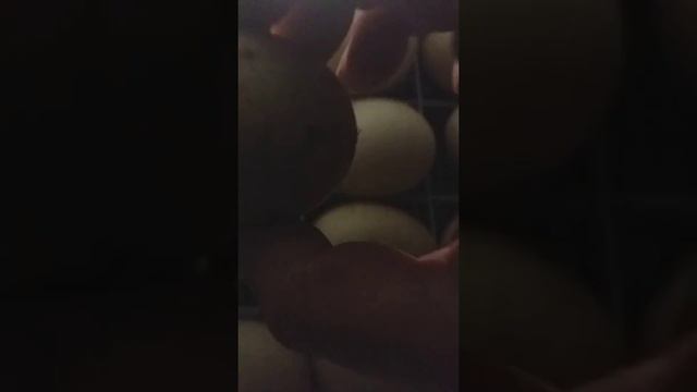 Индоутки.4-я часть. Первое овоскопирование индоутиных яиц. смотреть онлайн