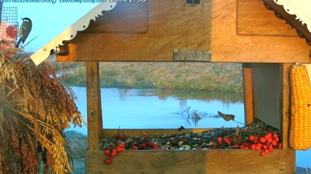 Cиницы большие, воробей полевой, 10 декабря 2019 смотреть онлайн