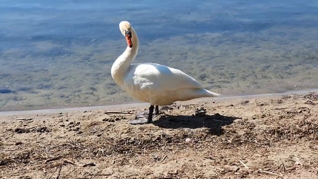Белые лебеди сушат свои перья и после отправляются вплавь...