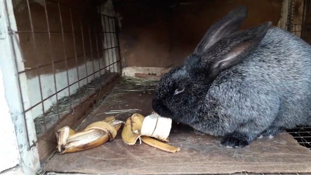 Можно ли кормить кроликов бананами и цитрус.продуктами??? смотреть онлайн
