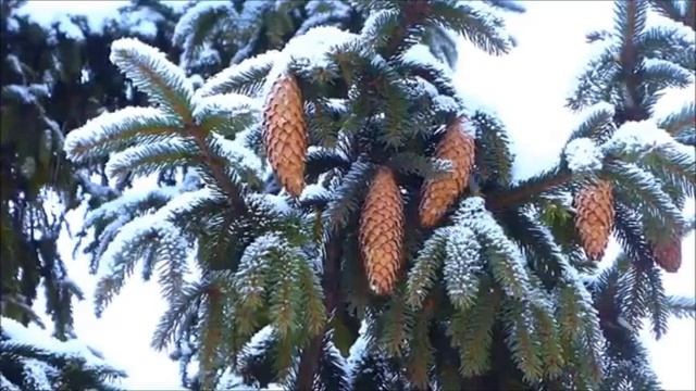 Ислам Мальсуйгенов, Зульфия Чотчаева - Снег летит смотреть онлайн