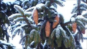 Ислам Мальсуйгенов, Зульфия Чотчаева - Снег летит