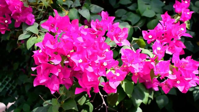 Bougainvillea Red Color Flower ! Video ! No Background Sound ! Natural ! Wind ! Duration 0:40 ! смотреть онлайн