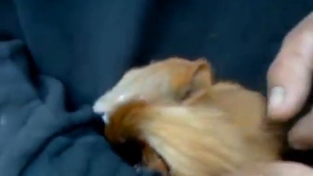 1, совсем ручная белка смотреть онлайн