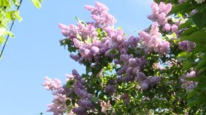 Любопытные факты о сирени