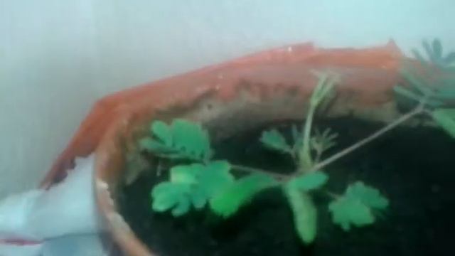 Küstüm çiçeği смотреть онлайн