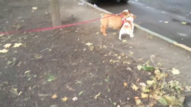 Французский бульдог Варенька и англичанин Алик на прогулке