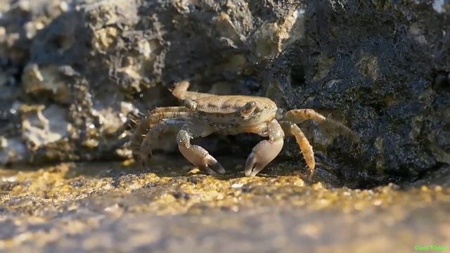 Мраморный краб кушает (Pachygrapsus marmoratus) смотреть онлайн
