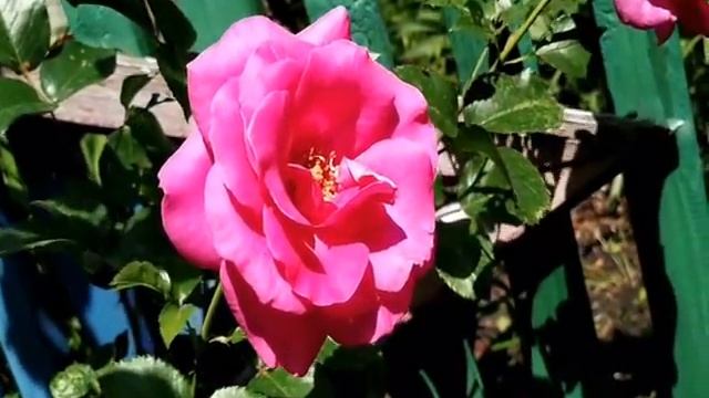 11 июня-ДЕНЬ СВЯТОЙ ФЕОДОСИИ.Несчастливый день.Традиции. Обычаи.Приметы смотреть онлайн