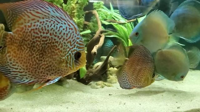 ?Аквариум для дискусов#дискусы#discus#продажадискусовукраина