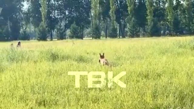 На о. Татышев в Красноярске лиса поймала суслика