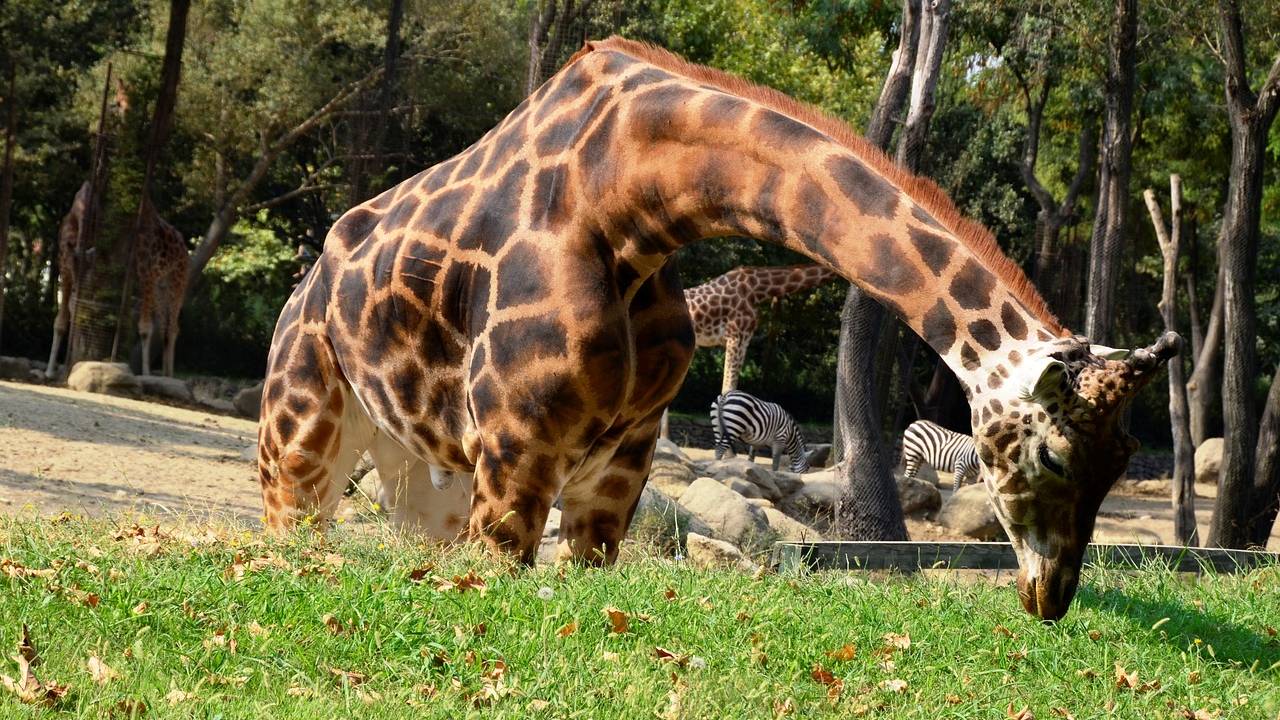 Animal Colorful Life In 12K HDR 120fps Dolby Vision - Cinematic Music  Зоопарк Discovery Online