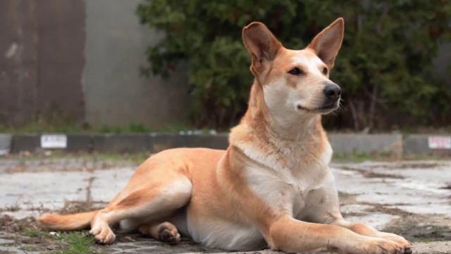 The good dog catcher смотреть онлайн