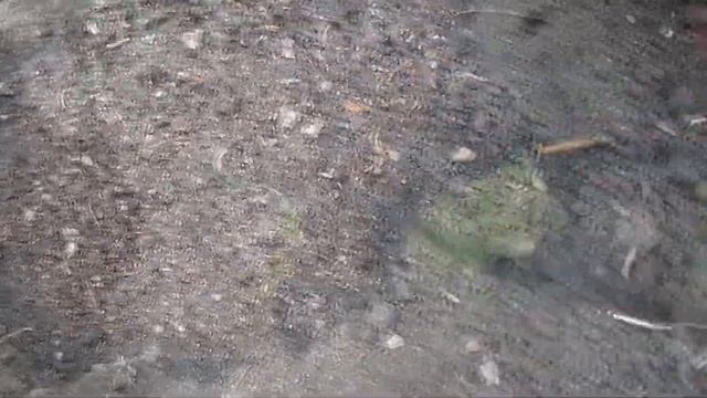 ЭУСТОМА ОТ ПОСАДКИ ДО ЦВЕТЕНИЯ смотреть онлайн