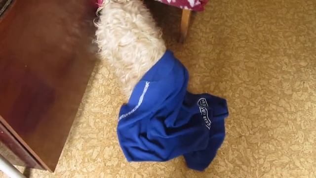 тибетский терьер (тест N 2) смотреть онлайн