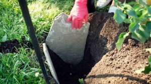 Как посадить клематис на арку