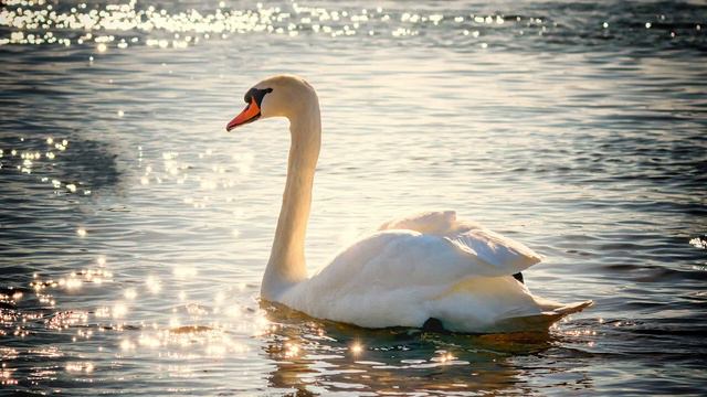 Most Famous Classical- Tchaikovsky - Swan Lake, Op. 20, TH. 12 / Act 2 - No. 10 Scène (Moderato) смотреть онлайн