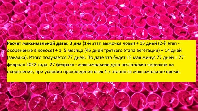 Укоренение /проращивание/ черенков винограда дома. Как определить сроки germination of cuttings? смотреть онлайн
