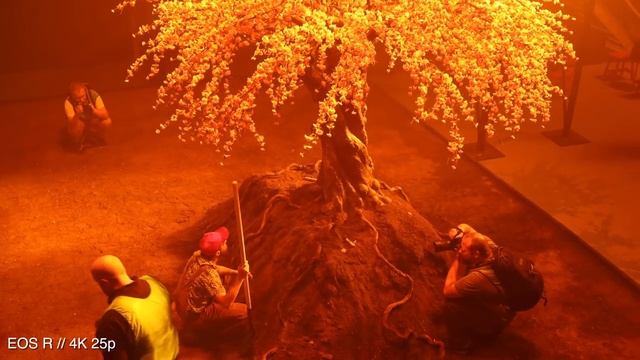 Canon EOS R Полнокадровый беззеркальный фотоаппарат! Практический первый взгляд