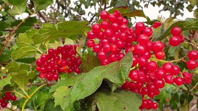 Самая полезная ягода. Калина Красная для Для вашего Здоровья. смотреть онлайн