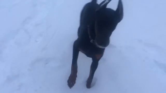 Одна минута из жизни добермана смотреть онлайн