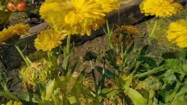 26 июля 2019г. КАЛЕНДУЛА Еллоу Гитана (ноготки) смотреть онлайн