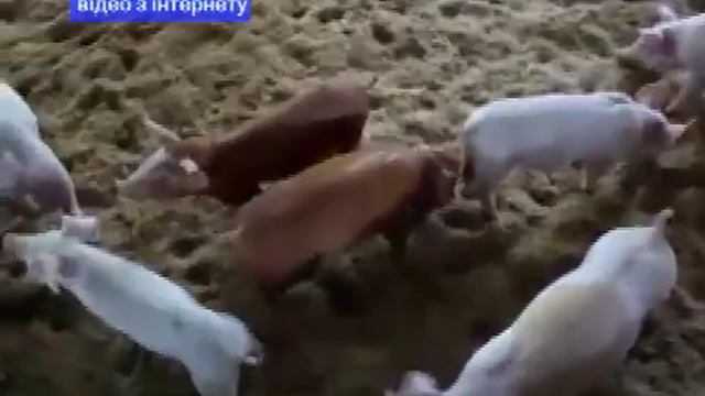 В Красном Луче усилили санитарный контроль из-за АЧС под Луганском. смотреть онлайн