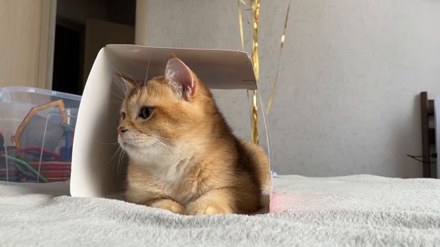 Британский кот Персик 🍑😁 смотреть онлайн