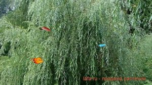 Ива обыкновенная (salix ideal) ? обыкновенная ива обзор: как сажать, саженцы ивы