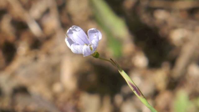 Plant portrait - Blue-eyed grass (Sisyrinchium angustifolium) смотреть онлайн
