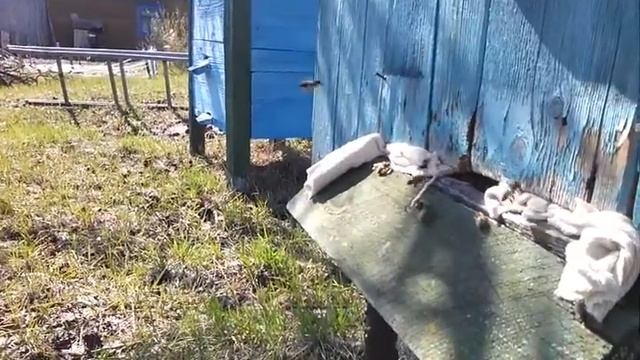 Сбор пыльцы с вербы смотреть онлайн