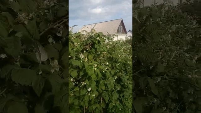 Цветение малины сорт "Блестящая" смотреть онлайн