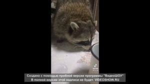 Енот полоскун