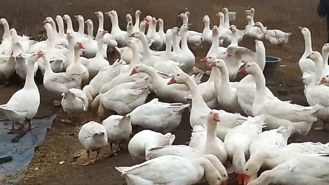 Кормление наших гусей МАМУТОВ!) смотреть онлайн