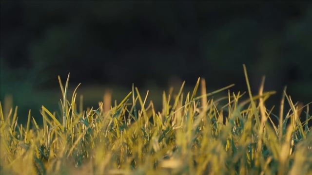 Луговые травы и цветы, звуки стрекотания кузнечиков, жужжание пчел, ветер, шелест травы смотреть онлайн