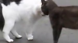 Коты дико орут друг на друга Cats wildly yelling at each other