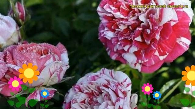 Роза полиантовая Твистер. Краткий обзор, описание характеристик, где купить саженцы Twister смотреть онлайн