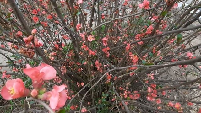 1 АПРЕЛЯ 2022 ГОДА!!!ЦВЕТЁТ ФОРЗИЦИЯ,ЯПОНСКАЯ АЙВА!СОСНЫ,САМШИТ!ВЕСНА!??? смотреть онлайн