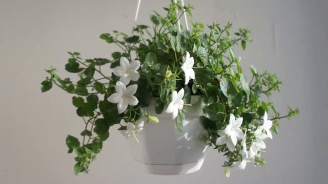 Кампанулла жених, невеста, любовник. Условия для успешного роста и цветения. смотреть онлайн